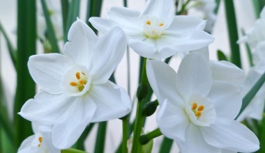 Pachnie jak pierniczki. Posadź dziś, a zakwitnie jeszcze przed świętami 
