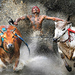 Pacu Jawi - indonezyjskie rodeo dla prawdziwych kowbojów