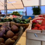 Padało, ale rośliny i tak ucierpiały. Deszcz zniszczył ogórki, dynie, owies