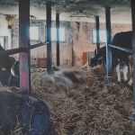 Padłe krowy w gospodarstwie. Właściciel z zarzutami    