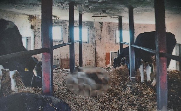 Padłe krowy w gospodarstwie. Właściciel z zarzutami    