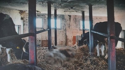 Padłe krowy w gospodarstwie. Właściciel z zarzutami    