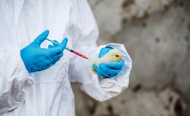 Padłe ptaki na Opolszczyźnie. To ptasia grypa