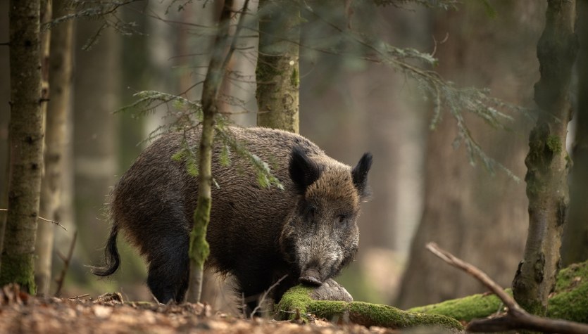 Padły dzik z ASF. Do akcji wkroczyli terytorialsi