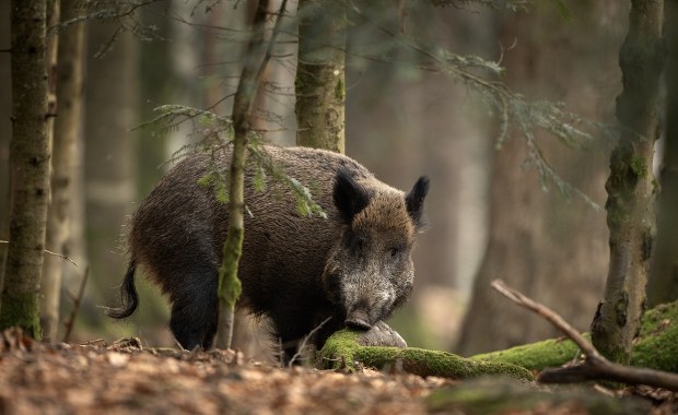 Padły dzik z ASF. Do akcji wkroczyli terytorialsi