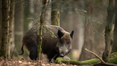 Padły dzik z ASF. Do akcji wkroczyli terytorialsi