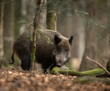 Padły dzik z ASF. Do akcji wkroczyli terytorialsi