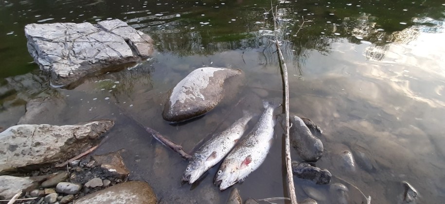Padnięte pstrągi na Mszance (dopływ Raby) /