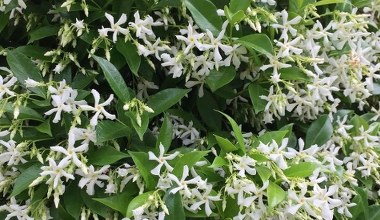 Пахне як дорогі парфуми, довго цвіте і не скидає листя. Прикрасьте свій балкон цією невибагливою рослиною