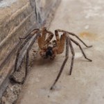 wampir Pająk Nosferatu blisko Polski? On już w Polsce był znajdowany