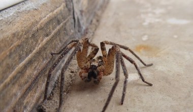 Pająk Nosferatu blisko Polski? On już w Polsce był znajdowany