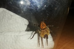 Pająk Nosferatu w przesyłce. Poruszenie na lotnisku Chopina