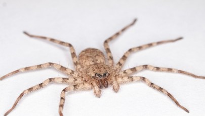 Pająk - prawdziwy mistrz piruetów