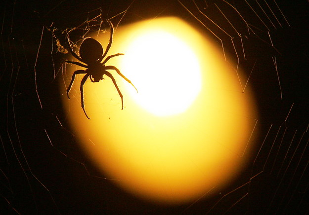 Wielki pająk znaleziony w supermarkecie