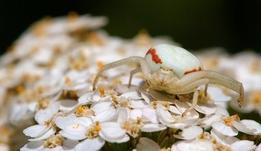 Pająk wspina się na kwiat i nieruchomieje. Wtedy dzieje się coś niezwykłego