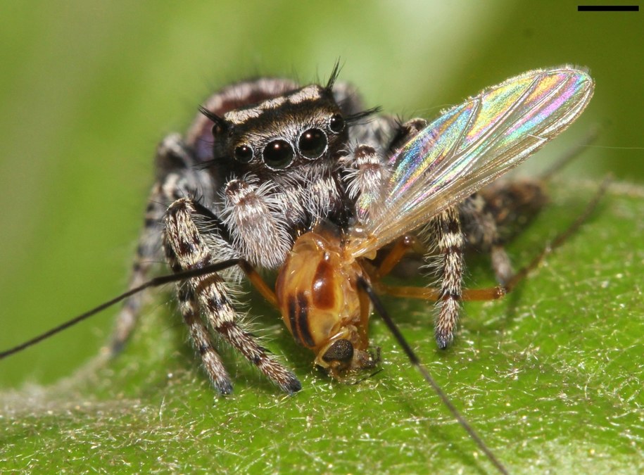 Pająk z gatunku Phidippus mystaceus po złowieniu zdobyczy /David E. Hill, Peckham Society, Simpsonville, South Carolina /materiały prasowe