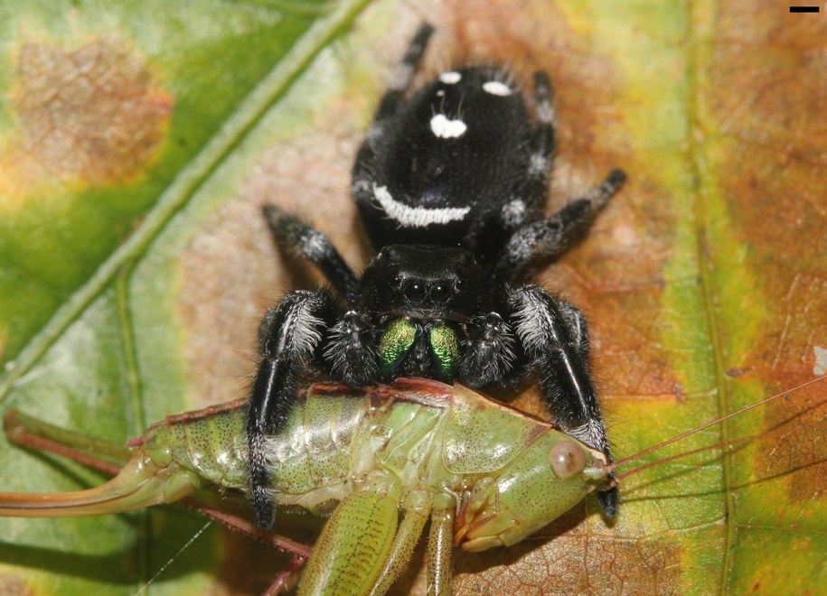 Pająk z gatunku Phidippus regius upolował pasikonika /David E. Hill, Peckham Society, Simpsonville, South Carolina /materiały prasowe