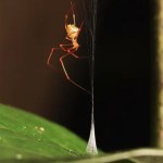 Australia Pająk zbudował pułapkę jak starożytna machina. Przeciążenie 130 G
