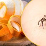 Pająki nienawidzą tego zapachu. Sprawdziliśmy, to działa!