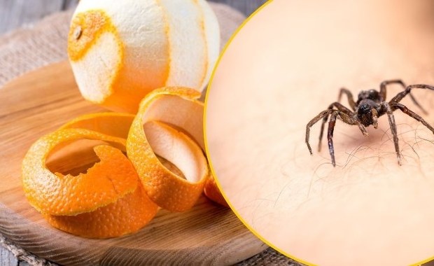 Pająki nienawidzą tego zapachu. Sprawdziliśmy, to działa!