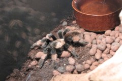 Pająki z Polski robią furorę w Brukseli!