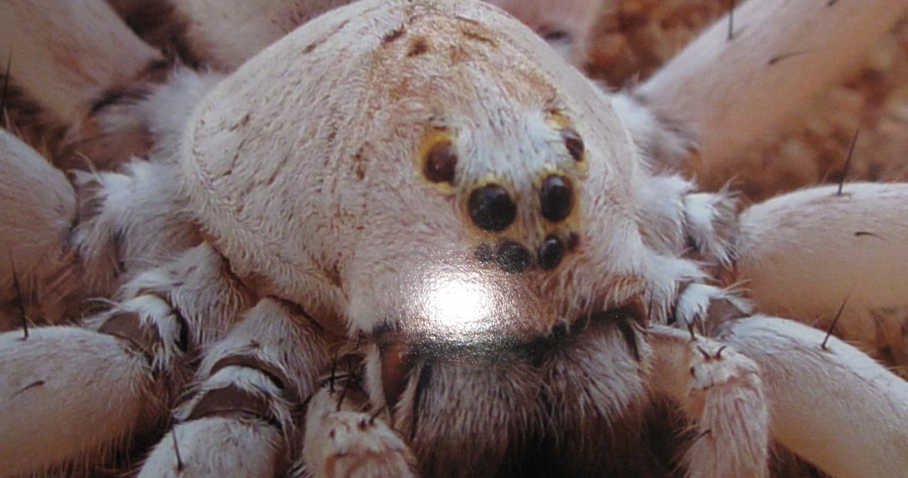 Pająki z Polski robią furorę w Brukseli!