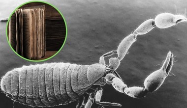 Pajęczak na kształt skorpiona. Żyje w polskich lasach i bibliotekach