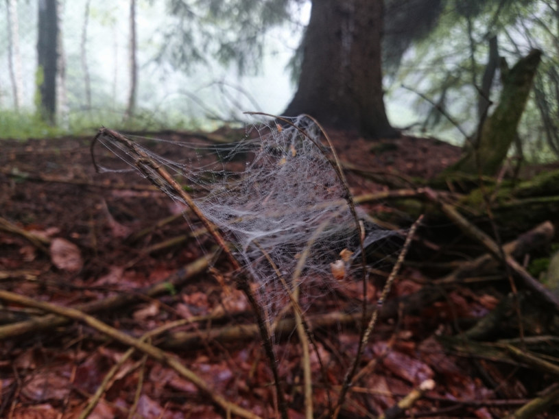 Pajęczyna nie ma właściwości antybakteryjnych, jak zakładano niegdyś /123RF/PICSEL