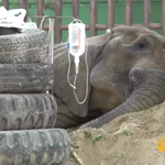 Pakistan: Słonica z zoo w stanie krytycznym. "Robimy wszystko, by ją uratować"