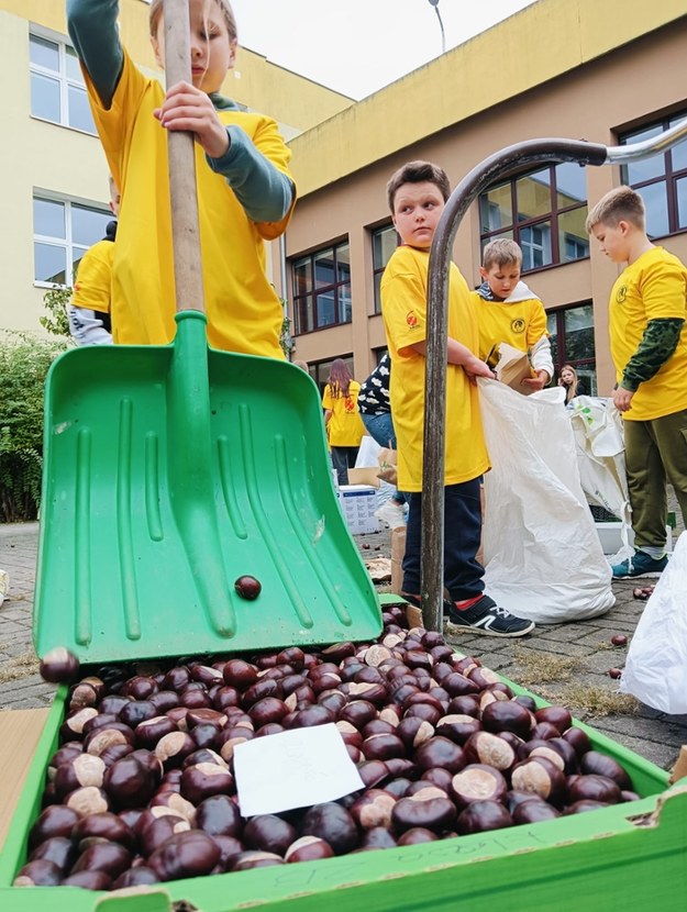 Pakowanie kasztanów przez SP 6 im. Hipolita Cegielskiego w Poznaniu (fot. Franas Team) /