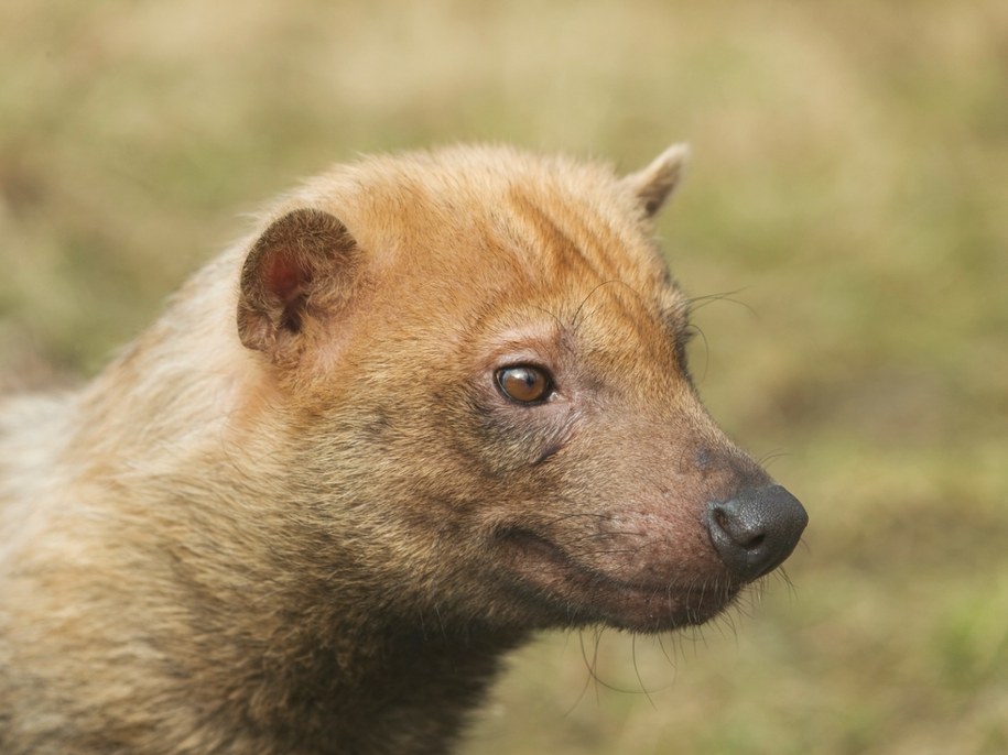 Niezwykłe trojaczki przyszły na świat w łódzkim zoo