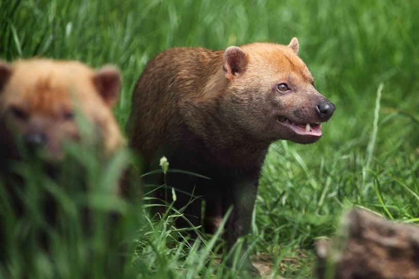 Pakożery tworzą rozbudowane grupy społeczne /123rf /123RF/PICSEL / swidwin.policja.gov.pl /123RF/PICSEL