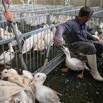 Pałac Buckingham za dobrostanem zwierząt. Koniec z pasztetem foie gras