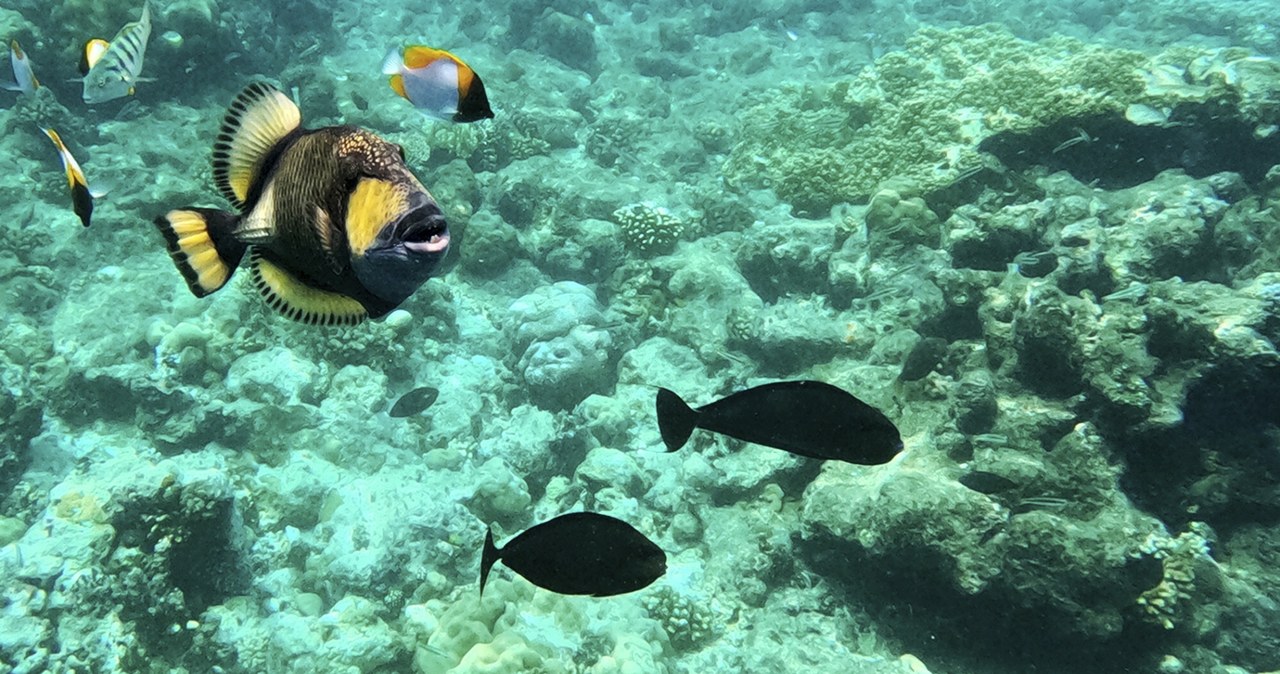 Palau jest jednym z najlepszych miejsc na świecie do nurkowania. /Nicole Evatt/Associated Press/East News /East News