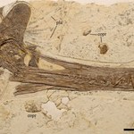 Paleontolodzy odkryli w Chinach szczątki pradawnego gada