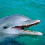 Palestyńczycy zatrzymali delfina, bo był... izraelskim szpiegiem
