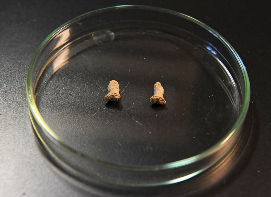 Paliczki najstarszego w Polsce neandertalczyka zostały zaprezentowane w Muzeum Archeologicznym w Krakowie /	Jacek Bednarczyk   /PAP