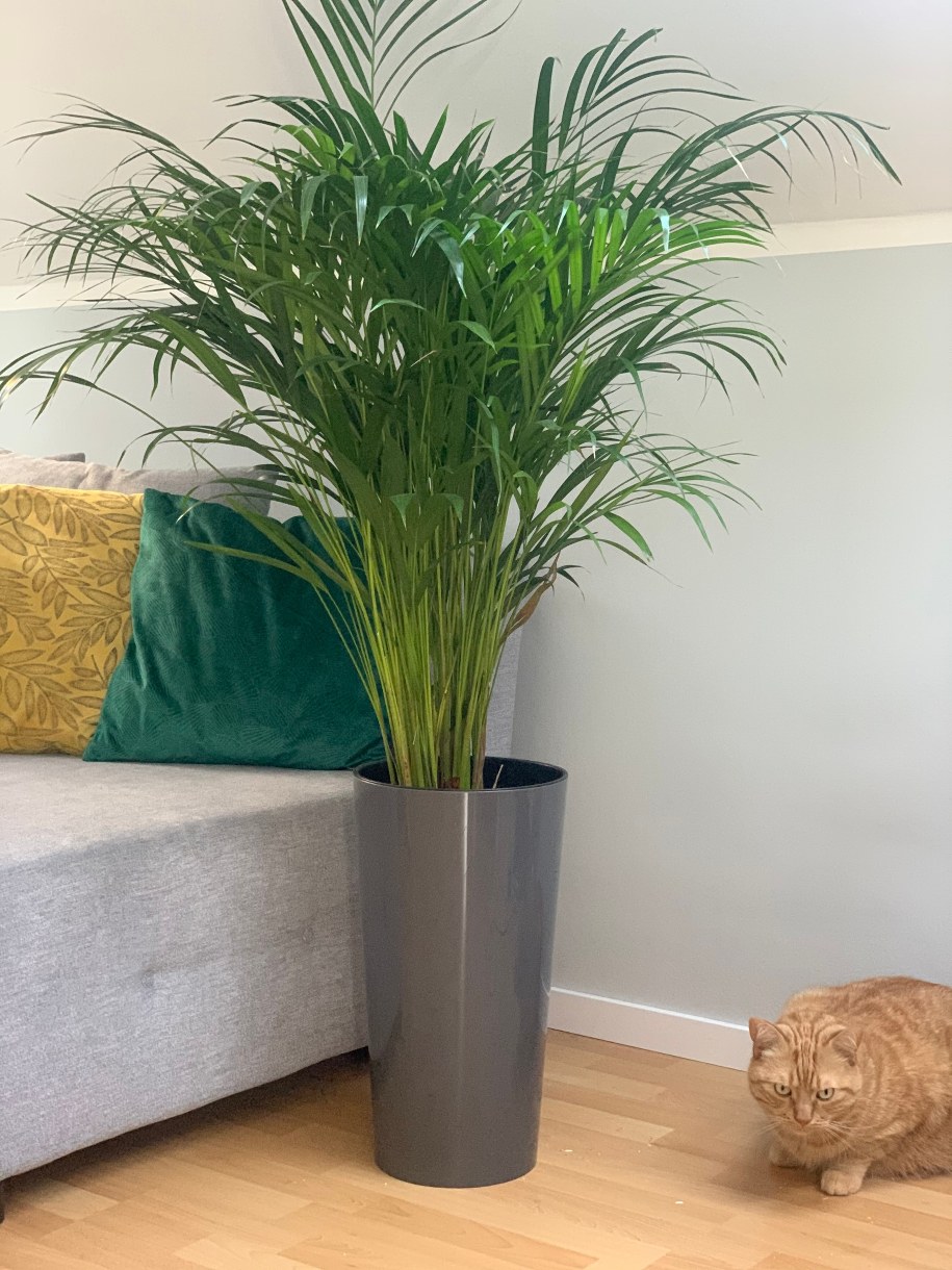 Palma areka /Magdalena Grajnert /RMF FM