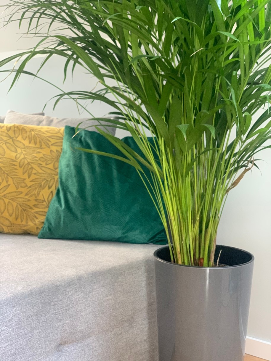 Palma areka /Magdalena Grajnert /RMF FM