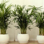 Palma dawno straciła wigor? Podlej ją tym, a będzie piękniejsza, niż w tropikach 