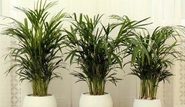 Palma dawno straciła wigor? Podlej ją tym, a będzie piękniejsza, niż w tropikach 