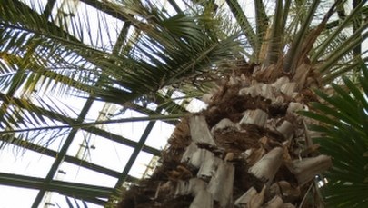 Palma z Gdańska-Oliwy atakuje