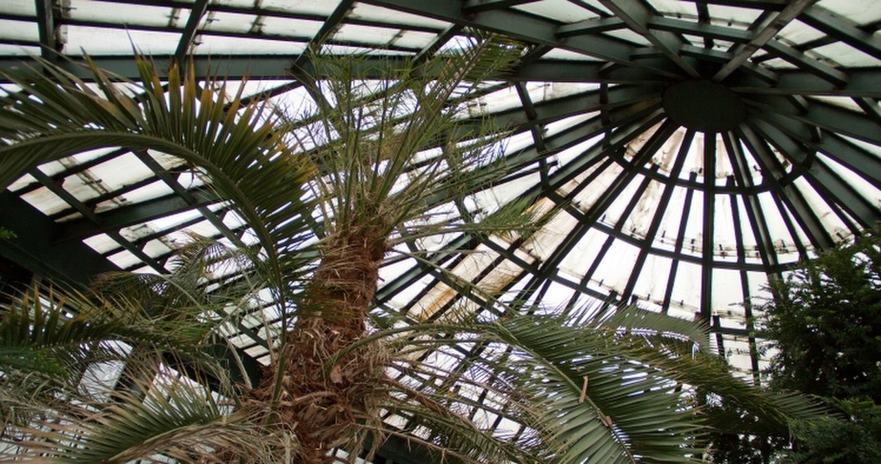 Palma z Gdańska-Oliwy atakuje