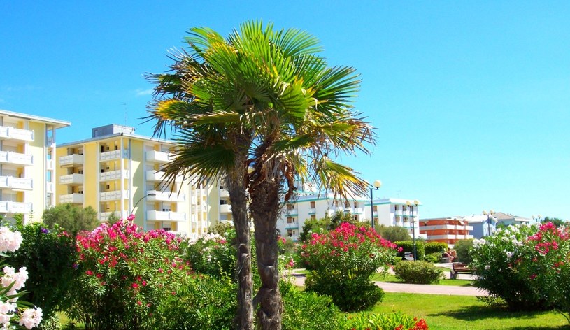 Palmy przy promenadzie, Bibione /Katarzyna Krawczyk /INTERIA.PL