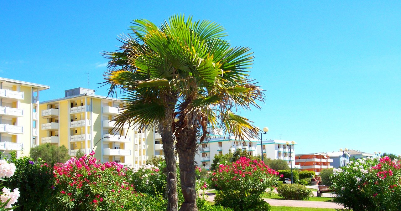Palmy przy promenadzie, Bibione /Katarzyna Krawczyk /INTERIA.PL