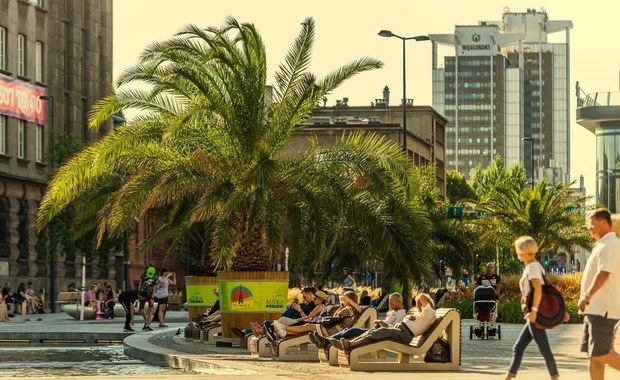 Palmy wracają na katowicki rynek