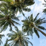 Palmy znikają z naszej planety. Większość gatunków zagrożona wyginięciem
