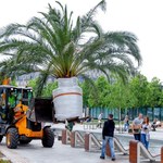 Palmy zniknęły z katowickiego Rynku. Zimę spędzą w Panewnikach