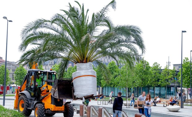 Palmy zniknęły z katowickiego Rynku. Zimę spędzą w Panewnikach