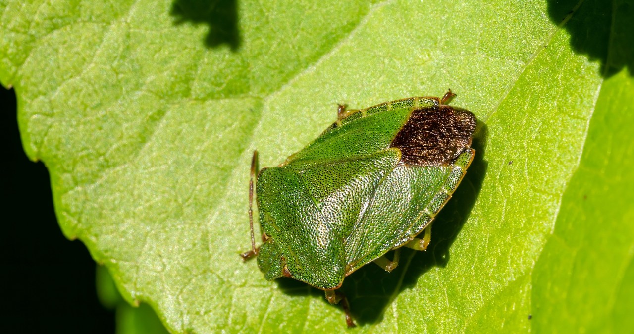 Palomena prasina. Drugi człon nazwy owada można przetłumaczyć jako "zielony jak por", co nawiązuje do barwy samca odorka zieleniaka /123RF/PICSEL